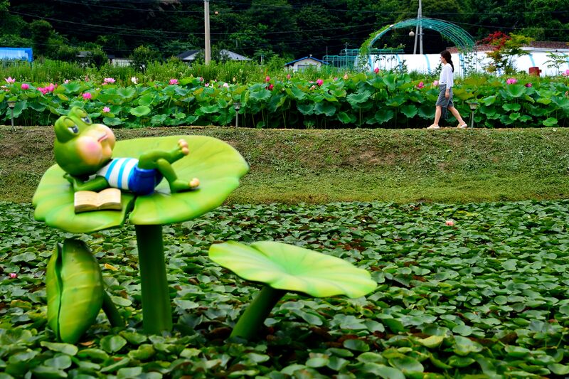 파일:nelumbo26 010.jpg
