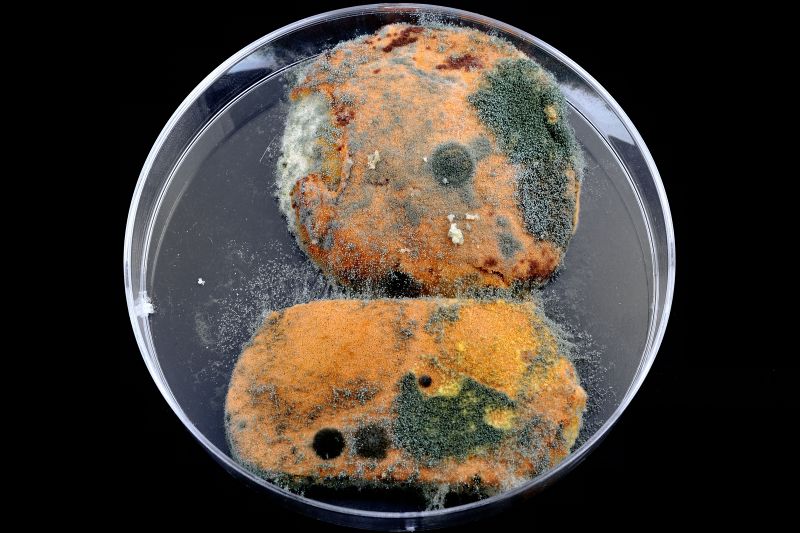 파일:bread02 023.jpg