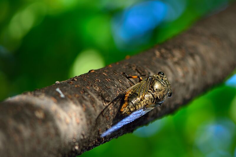 파일:insect cicada02 003.jpg