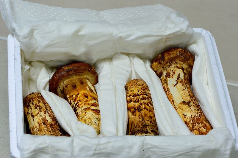 파일:mushroom02 002.jpg