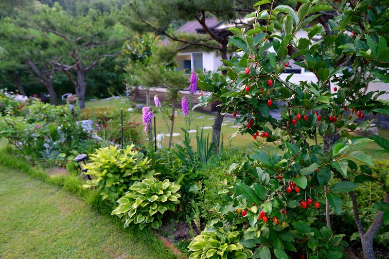 파일:autumn oleaster01 001.jpg