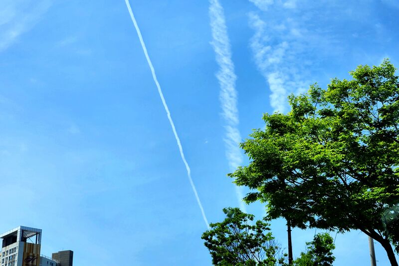 파일:street trees01 001.jpg