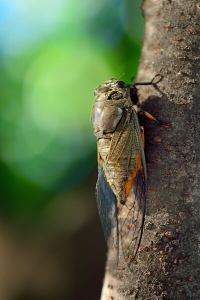 파일:insect cicada02 002.jpg