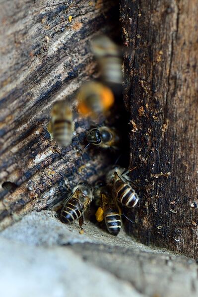 파일:gaesimsa26 018.jpg