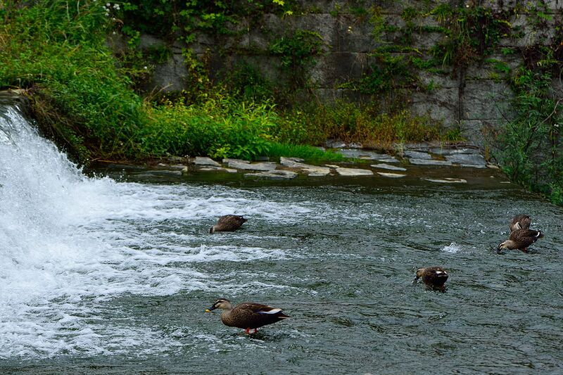 파일:hwaseong25 081.jpg