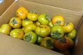 fruit persimmon01 001.jpg