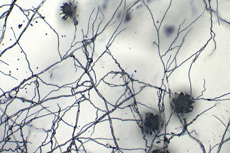 파일:bread02 021.jpg