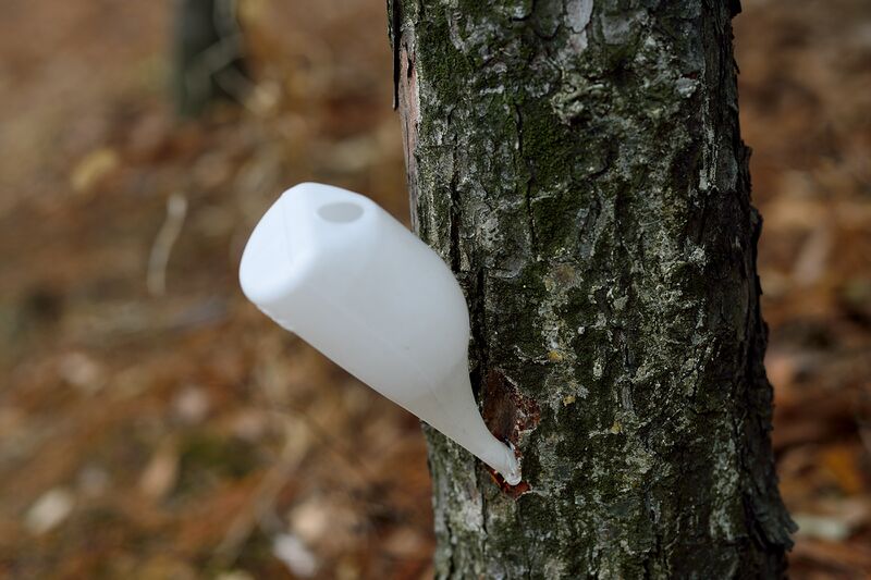 파일:fine tree01 002.jpg