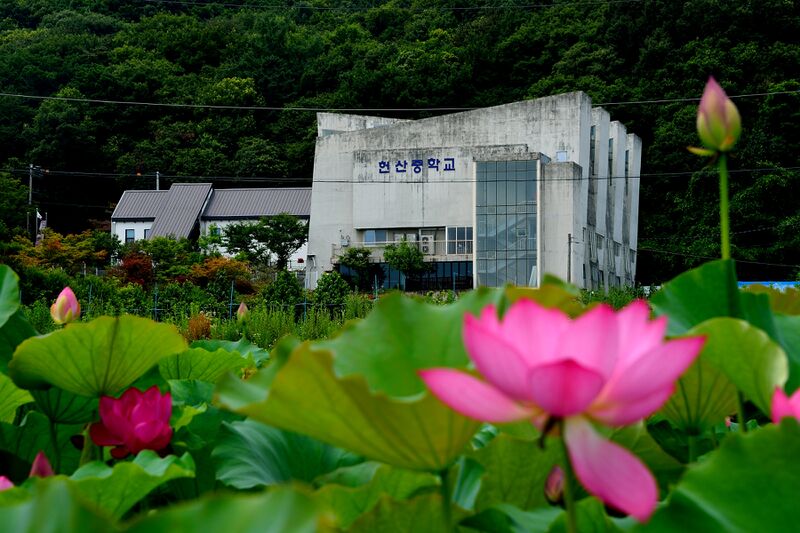 파일:nelumbo26 003.jpg