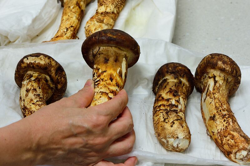 파일:mushroom02 003.jpg