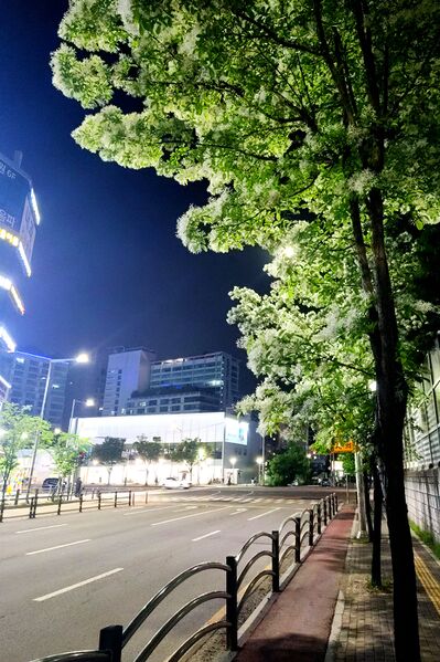 파일:street trees01 002.jpg