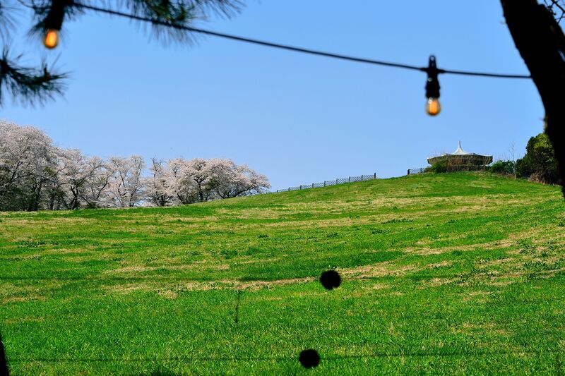 파일:donkey w01 005.jpg