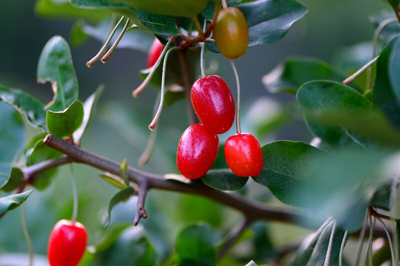 파일:autumn oleaster01 002.jpg