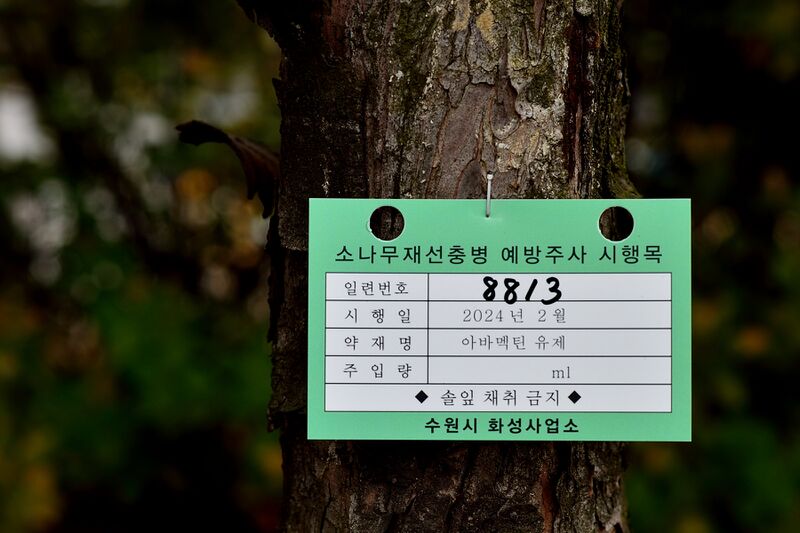 파일:fine tree01 001.jpg