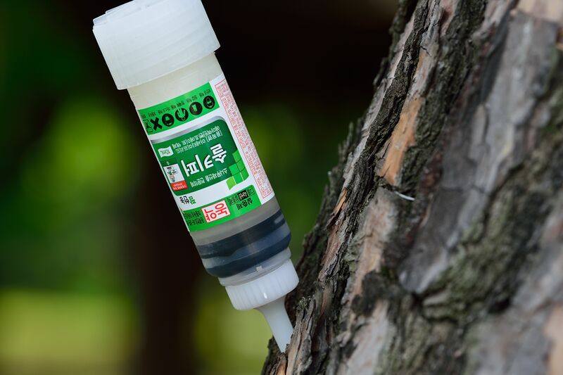 파일:fine tree02 001.jpg