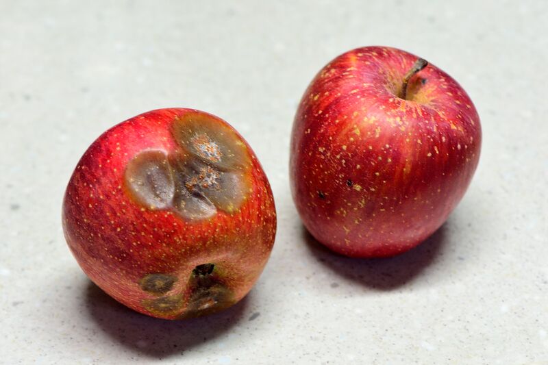 파일:fruit apple01 005.jpg