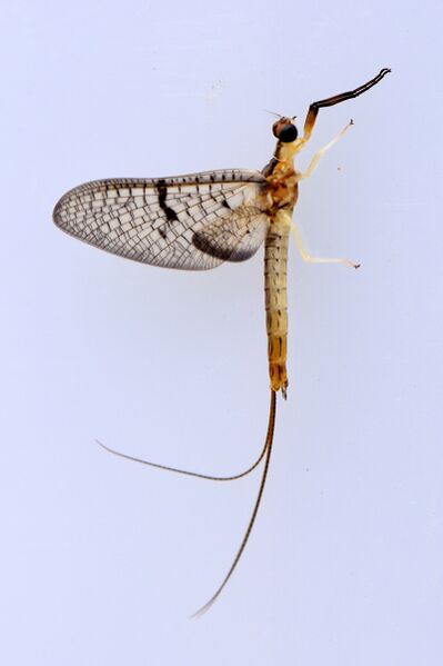 파일:suspension bridge25 04 001.jpg