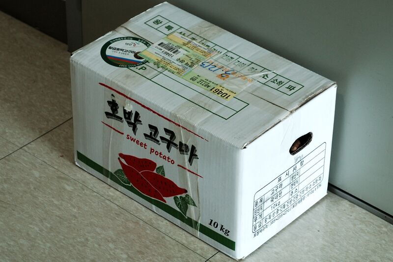 파일:potato sweet01 002.jpg