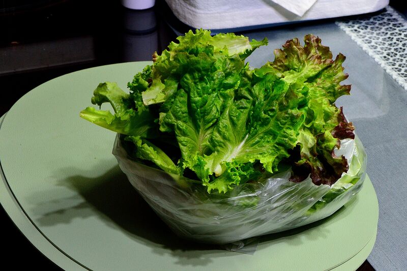 파일:lettuce01 002.jpg