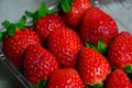 strawberry01 002.jpg