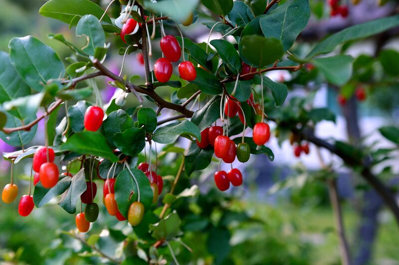 파일:autumn oleaster01 003.jpg