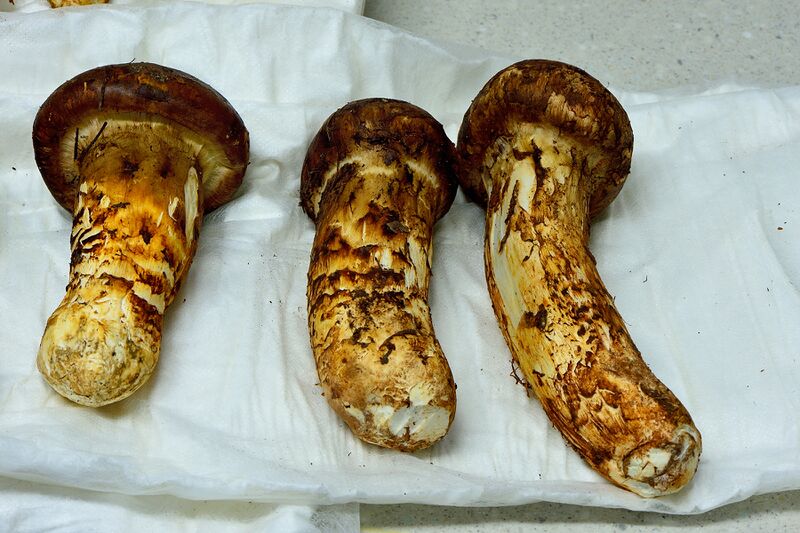 파일:mushroom02 004.jpg