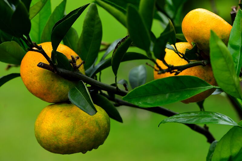 파일:tangerine06 002.jpg