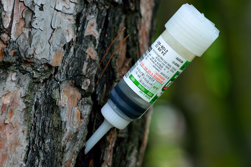 파일:fine tree02 002.jpg