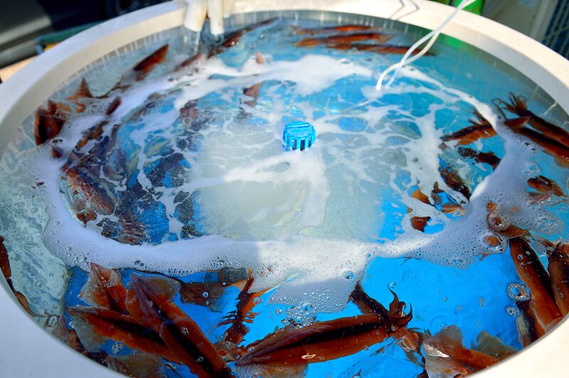 파일:mulhoe03 005.jpg