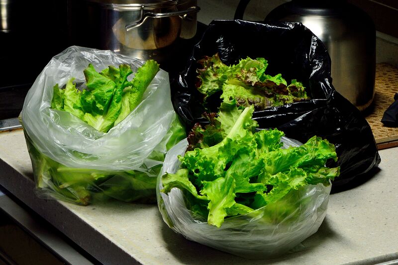 파일:lettuce01 001.jpg