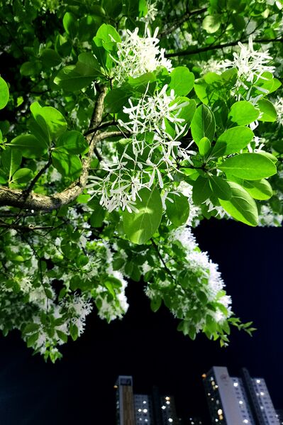 파일:street trees01 003.jpg