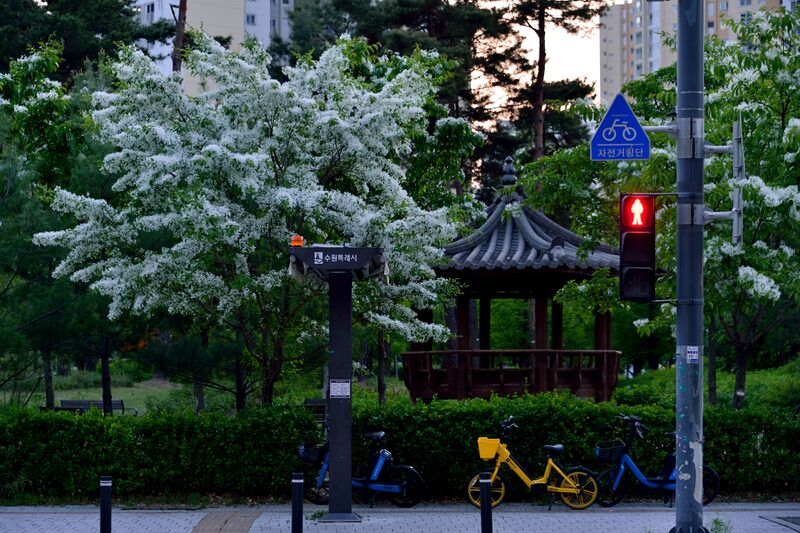 파일:street trees01 005.jpg