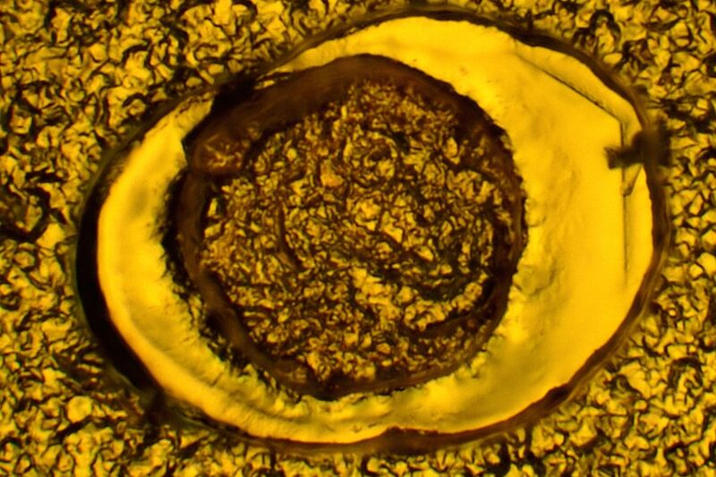 파일:s10 5g01 041 004.jpg