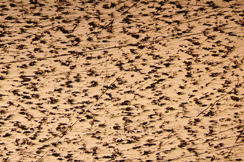 파일:abrasive pikal03 003.jpg