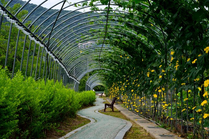 파일:nelumbo26 006.jpg