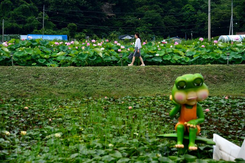 파일:nelumbo26 011.jpg