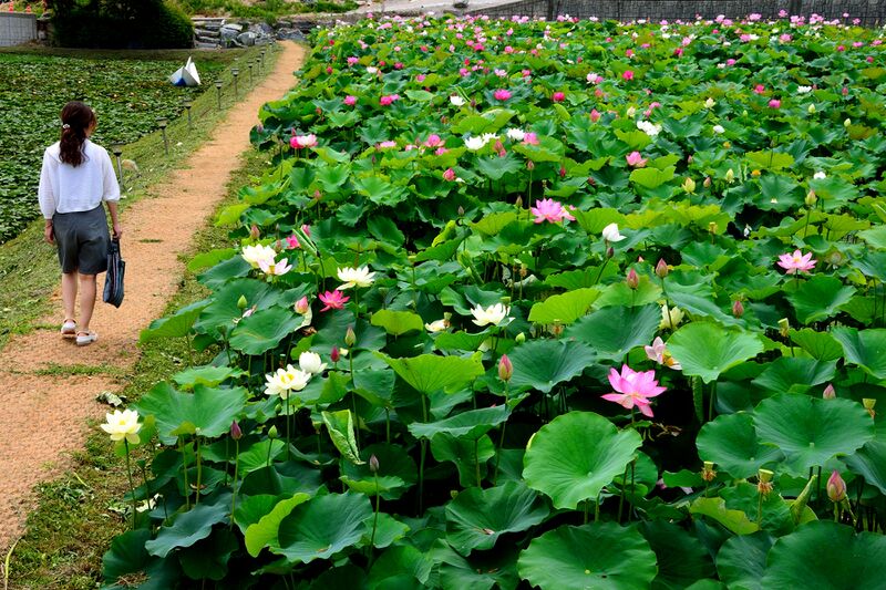 파일:nelumbo26 009.jpg