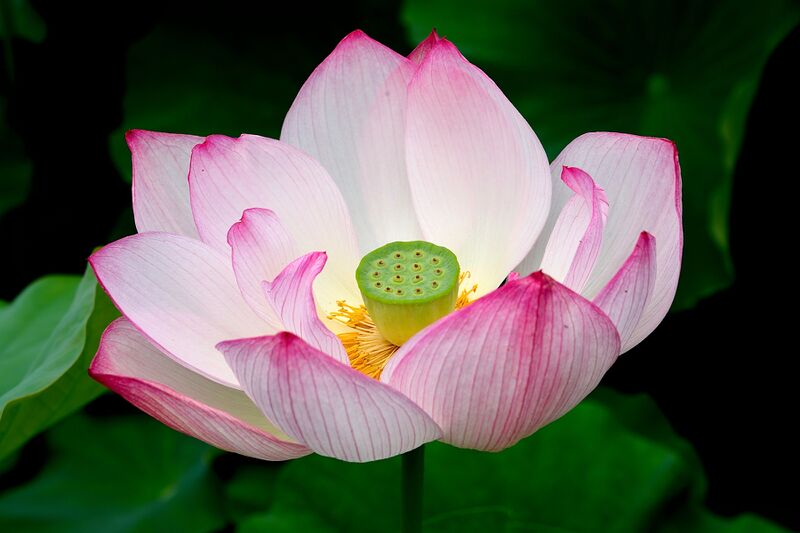 파일:nelumbo26 004.jpg