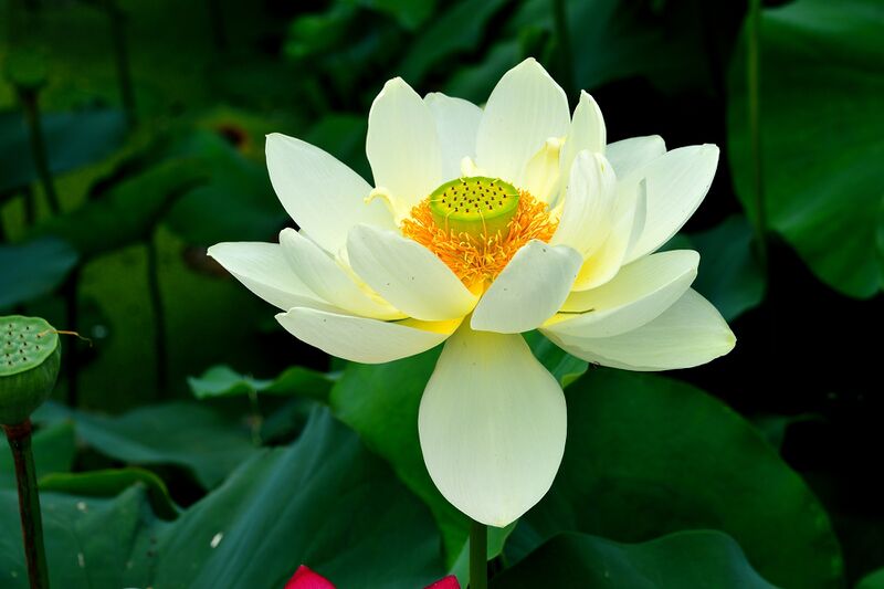 파일:nelumbo26 005.jpg